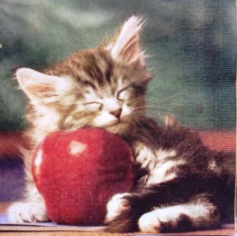 Chaton qui dort sur une pomme