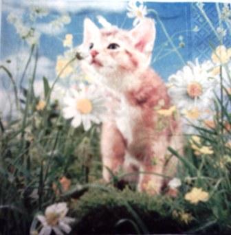 Chaton roux et blanc qui sent les fleurs