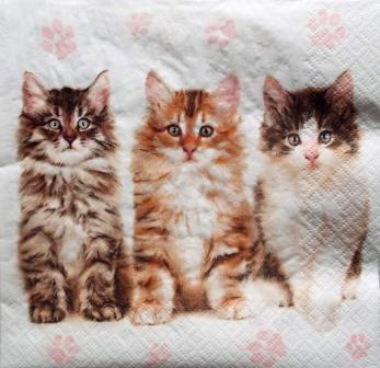 Les 3 beaux chats assis