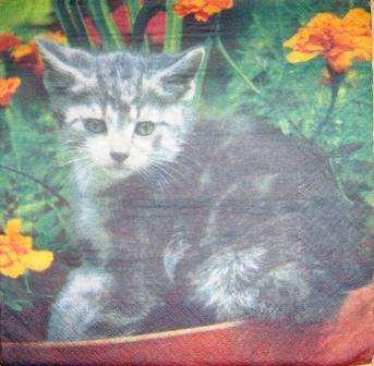 Chaton gris dans le pot de fleurs