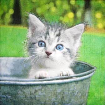 Chaton gris dans la bassine