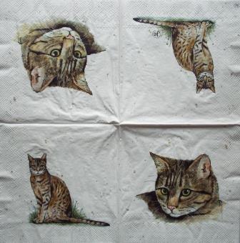 Chat tigré, en portrait et de pied