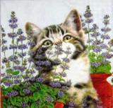 Chaton dans la lavande