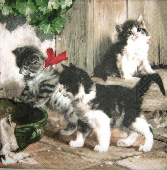 Beaux chatons dans la cour