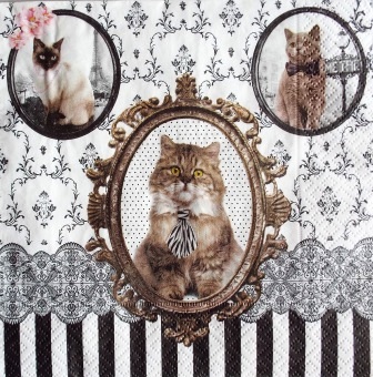 Portraits de chats du monde encadrés