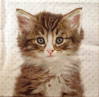 Beau portrait de chaton mignon