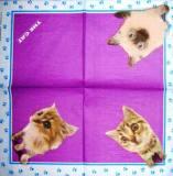 Les 3 chatons "The Cat"