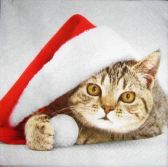 Tête de chat tigré au bonnet de Noël