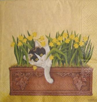 Chat dans la jardinière de jonquilles