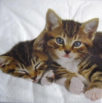 2 chatons tigrés sur drap blanc