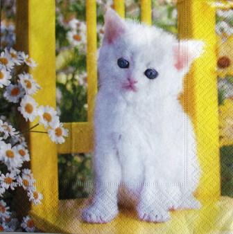 Joli chaton blanc aux yeux bleus