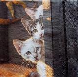 Les 3 chats cach&eacute;s
