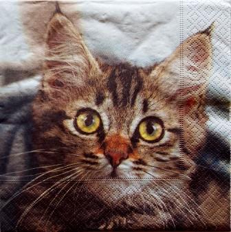 Portrait de chat tigr&eacute;
