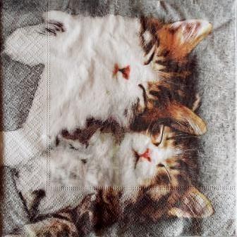 2 beaux chats endormis