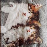 2 beaux chats endormis