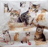 Chats qui jouent avec pots et ficelles