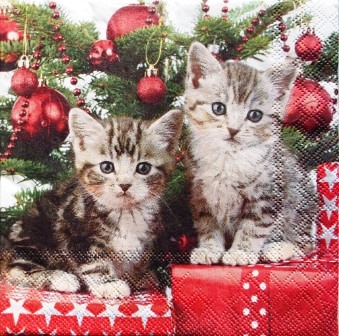 2 chatons gris au pied du sapin