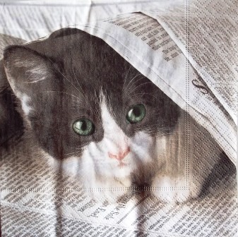 Chaton caché dans le journal