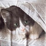 Chaton caché dans le journal