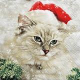Beau chat gris au bonnet de Noël
