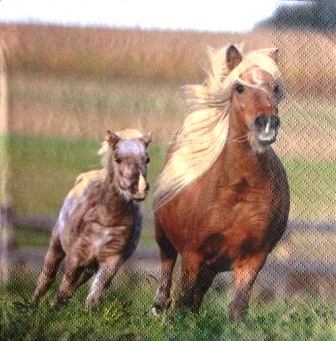 Poney et son bébé courant dans le pré