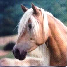 Tête de cheval crins clairs