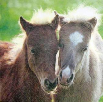 2 poulains câlin