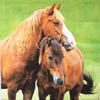 Beau couple de chevaux