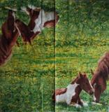 Jument et poulain couché dans le pré