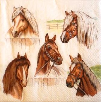 5 beaux portraits de chevaux