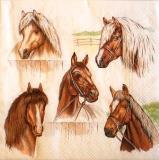 5 beaux portraits de chevaux