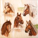 5 beaux portraits de chevaux