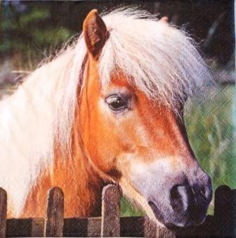 Beau portrait de poney