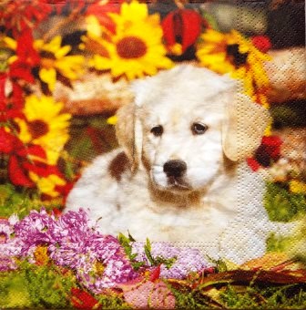 Chiot labrador dans les fleurs