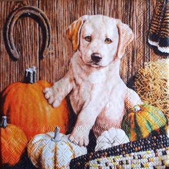 Chiot labrador dans les citrouilles