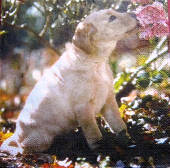 Chiot labrador sent les roses