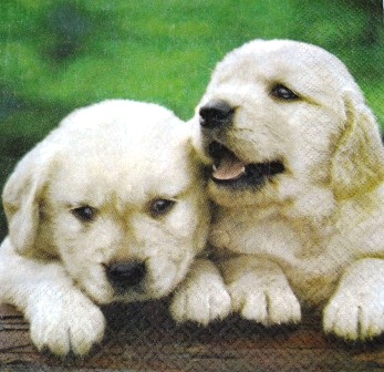 2 chiots labrador sable