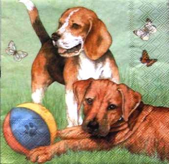 2 chiens qui jouent au ballon