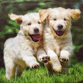 Chiots labrador qui courent dans l'herbe