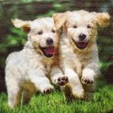 Chiots labrador qui courent dans l'herbe