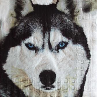 Portrait de chien Husky