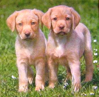 2 chiots labrador dans l'herbe