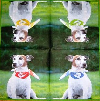 Chien jack russel aux foulards