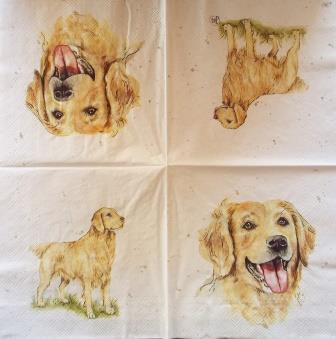 Chien golden retriever portrait et entier