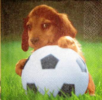 Chiot au ballon de foot