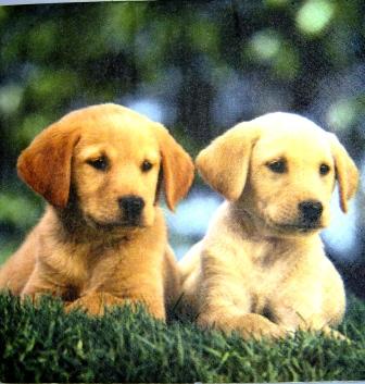 2 jeunes labradors dans l'herbe