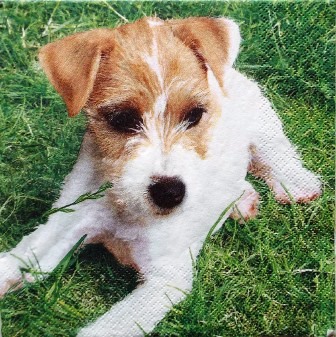 Chiot fox terrier dans l'herbe