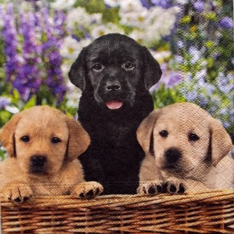 Chiots labrador noir et sable