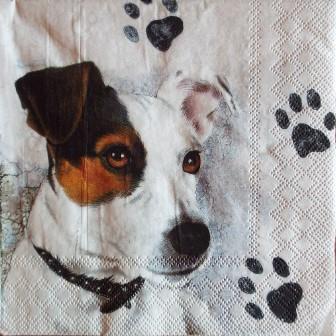 Jack Russel et empreintes de chien