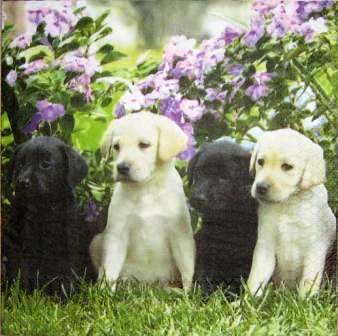 4 chiots labrador noirs et sables